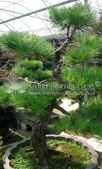 Pinus Caribea Bonsai